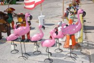 flamingos