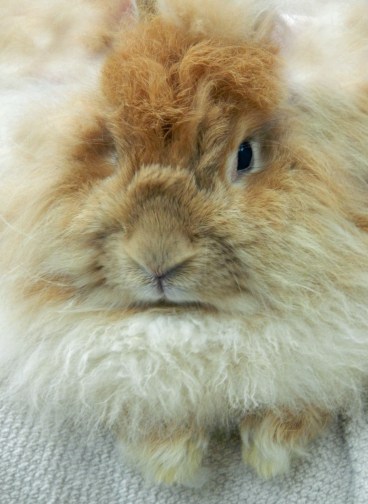 ...also knit using wool from this bunny.  (very soft!)  It's not cheap wool, but I'm supporting a local artisan.