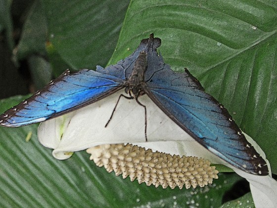 The blue ones are quite dull with their wings closed, but open to this iridescent color.