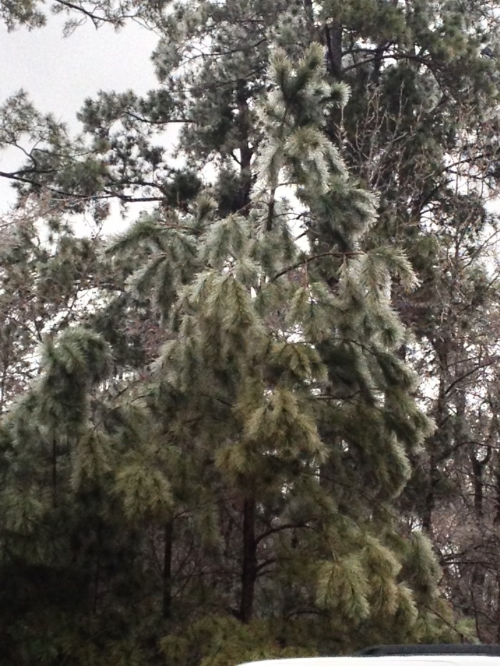 Frosted pine.
