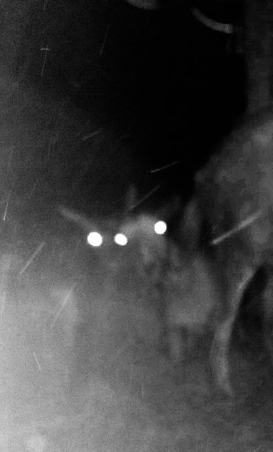 Three eyed chupacabra