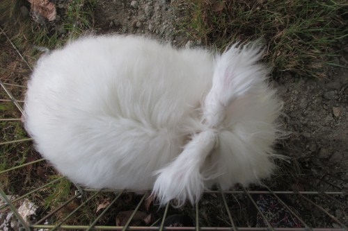 Bunny from the Wool Arts Tour....from above.  His name is Clinton and I bought some of his wool.