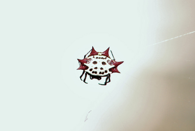 Even spiders are happy in Florida warmth