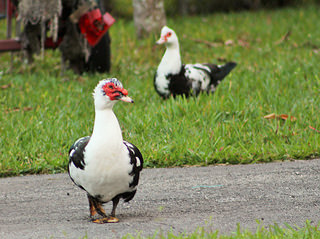 Why did the odd looking duck cross the road?  Looking for the beach?