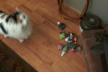 all the toys... she does not put them away.  We haven't even looked under the fridge yet.
