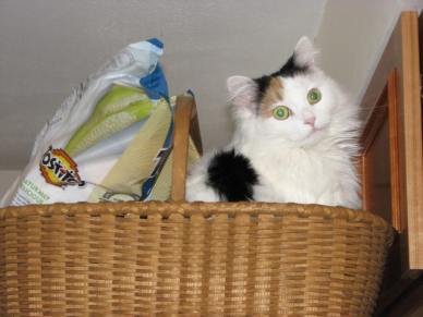 Cats do cute stuff.  Even if you don't want them to.